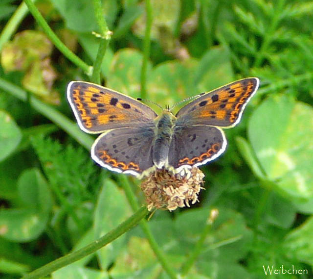 Brauner Feuerfalter (Lycaena tityrus) Urlaub 2009 uhlstaedt 078