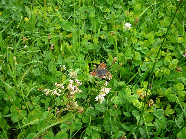 Brauner Feuerfalter (Lycaena tityrus) Urlaub 2009 uhlstaedt 079