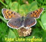 Brauner Feuerfalter (Lycaena tityrus) W kl.