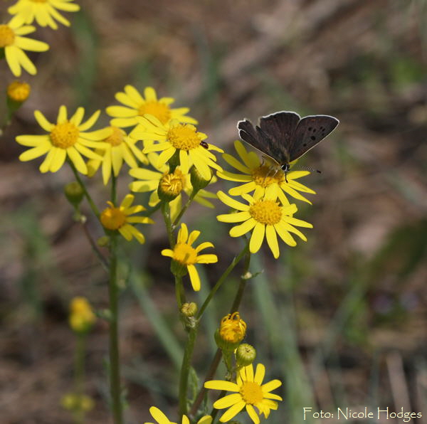 Brauner Feuerfalter, Lycaena tityrus-Mai09-BrachackerbeiHttenfeld-1-N