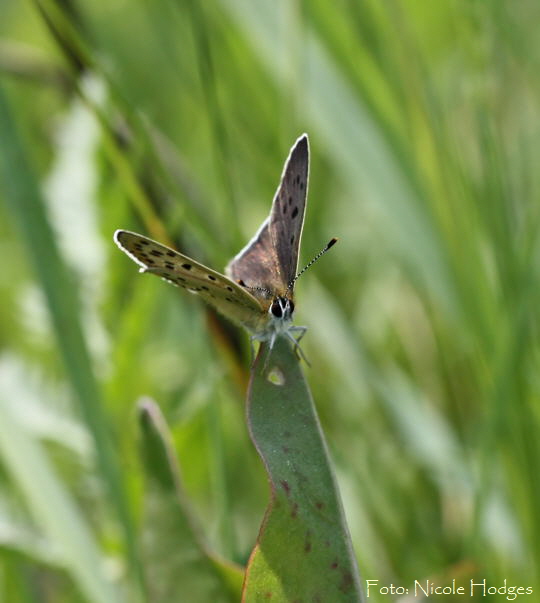 Brauner Feuerfalter, Lycaena tityrus-Mai09-BrachackerbeiHttenfeld-2-N