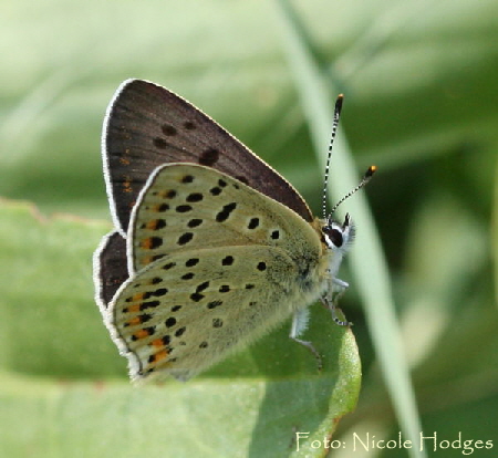 Brauner Feuerfalter, Lycaena tityrus-Mai09-BrachackerbeiHttenfeld-4-N