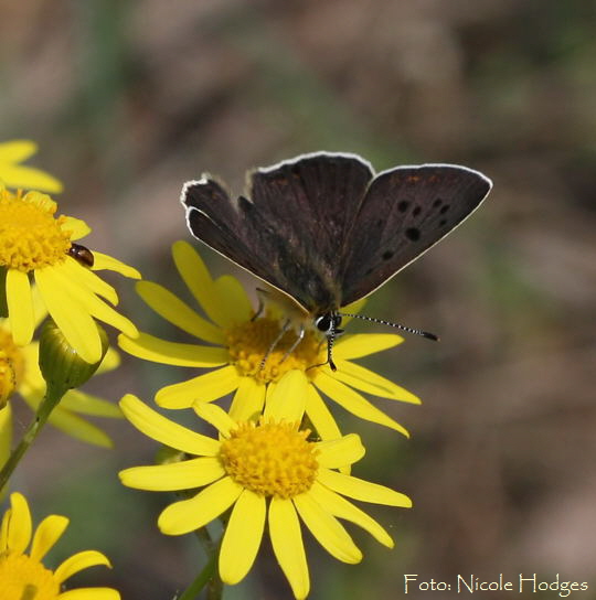 Brauner Feuerfalter, M Lycaena tityrus-Mai09-BrachackerbeiHttenfeld-1a-N