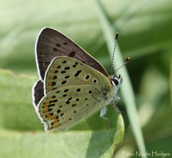 Brauner Feuerfalter, W  Lycaena tityrus-Mai09-BrachackerbeiHttenfeld-4-N