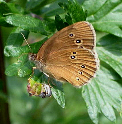 Brauner Waldvogel (Aphantopus hyperantus) Juni 2008 Schmetterlinge Viernheimer Wald 043