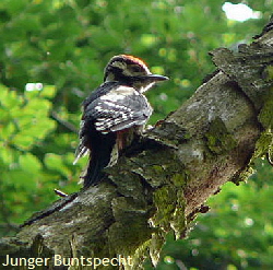 Buntspecht Juni 2008 Viernheimer Wald, Schotterpisten 124