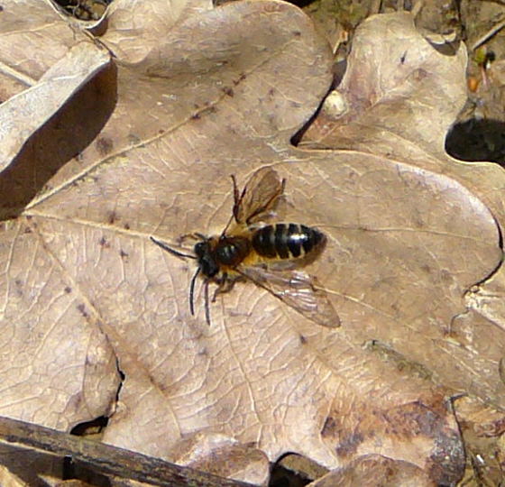 Dicke Sandbiene Andrena cf. gravida April 2010 Odenwald, Erlenbach, Bonsweiher 009