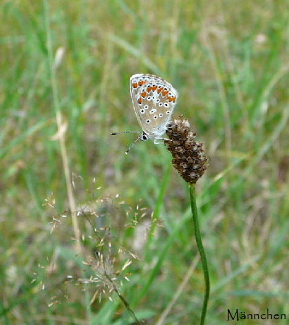 Dunkelbrauner Bluling (Aricia agestis) Juli 09 Wilbahn Heuschrecken 040