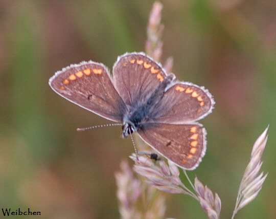 Dunkelbrauner Bluling (Weibchen) Nikon 2008 (Dez07..Mai08) Wildblumen, Schmetterlinge 346