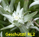 Edelwei (Leontopodium alpinum) kl.