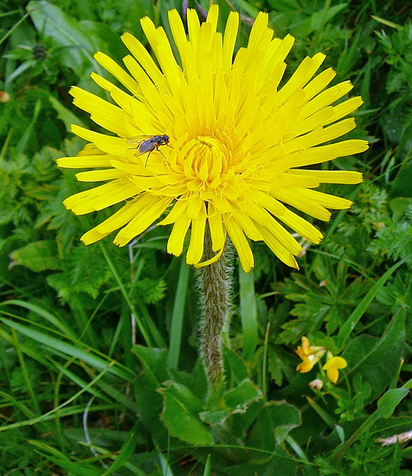 Einkpfiges Ferkelkraut (Hypochaeris uniflora)  9.7.2011 Allgu Alpen Fellhorn 9.