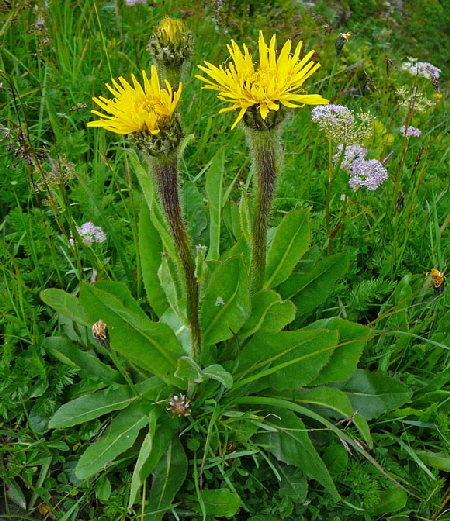 Einkpfiges Ferkelkraut Hypochaeris uniflora  Allgu Alpen Fellhorn Oberstdorf-Faistenoy 063a