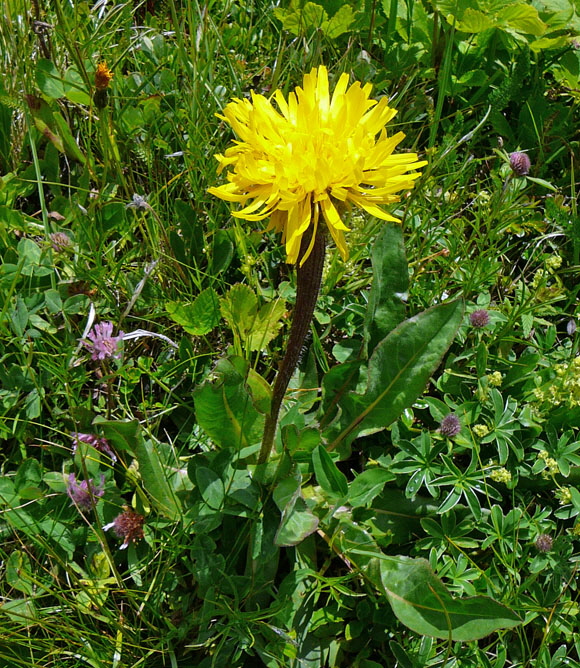 Einkpfiges Ferkelkraut Hypochaeris uniflora neu 9.7.2011 Allgu Alpen Fellhorn Oberstdorf-Faistenoy 040