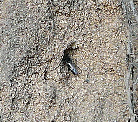 Fliegenspiewespe (Oxybelus spec.) Juli 2010 Insekten Viernheimer Wald 011