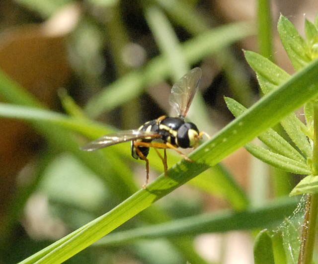 Frhe Gelbrand-Schwebfliege Xanthogramma citrofasciatum April 2011 Laudenbach Insekten und Blumen NIKON 076