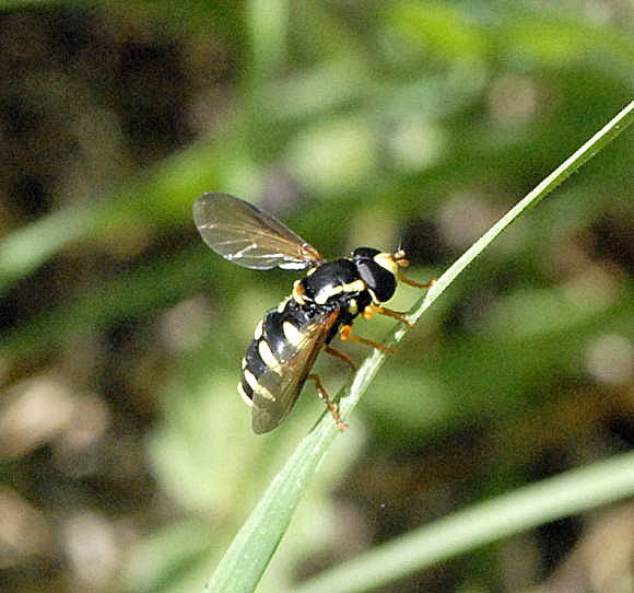 Frhe Gelbrand-Schwebfliege Xanthogramma citrofasciatum April 2011 Laudenbach Insekten und Blumen NIKON 080