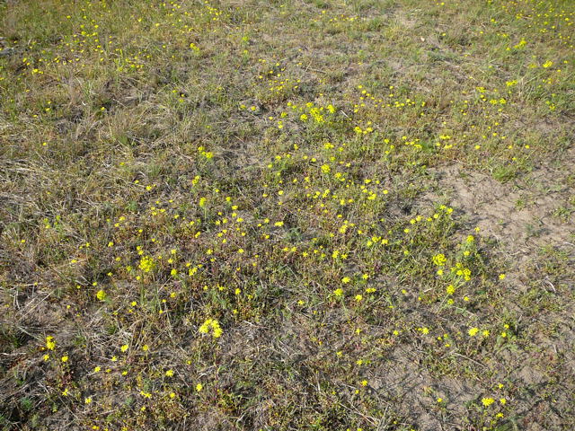 Frhlings-Greiskraut (Senecio vernalis) April 2010 Viernheimer Heide + Garten 083