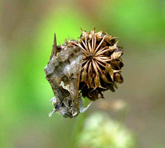 Gammaeule Juli 2008 Wildblumen & Schmetterlinge Huett 046