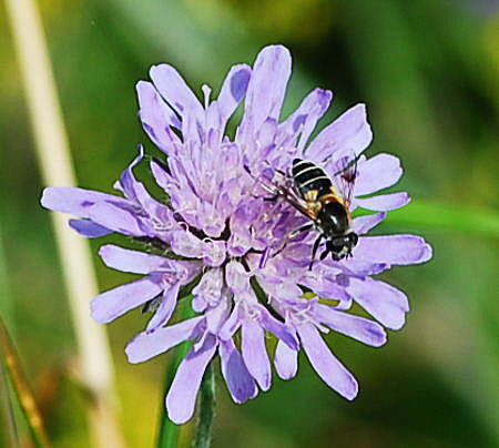 Gebirgs-Keilfleckschwebfliege (Eristalis cf. jugorum)  Urlaub 2009 Nikon Schwarzes Moor u.Hohe Rhn 108