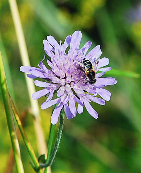 Gebirgs-Keilfleckschwebfliege (Eristalis cf. jugorum)  Urlaub 2009 Nikon Schwarzes Moor u.Hohe Rhn 107