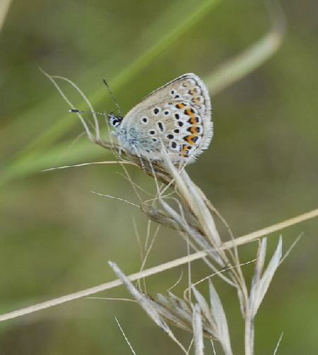 Geiklee-Bluling (Plebejus argus) Juli 2012 Mnsingen Biosph., Lautertal-Gundelfingen NIKON 079