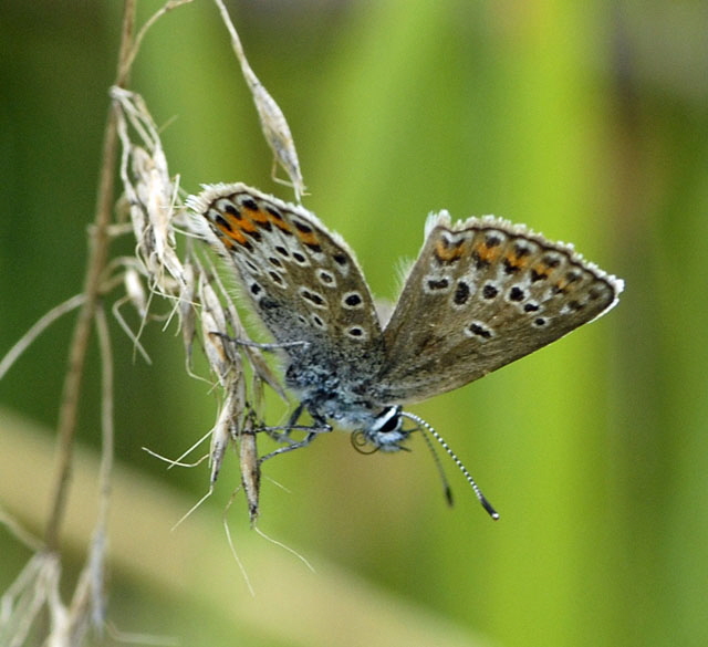 Geiklee-Bluling (Plebejus argus) Juli 2012 Mnsingen Biosph1