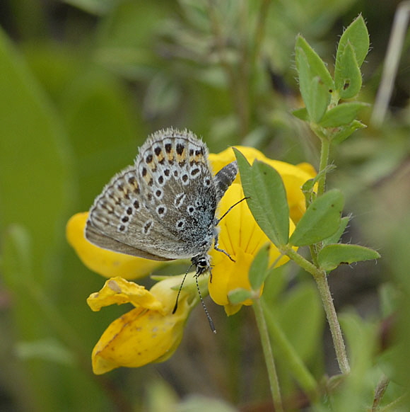 Geiklee-Bluling (Plebejus argus) Juli 2012 Mnsingen Biosph., Lautertal-Gundelfingen NIKON 091