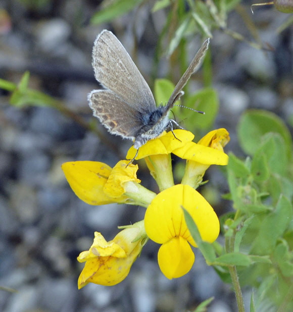 Geiklee-Bluling (Plebejus argus) Juli 2012 Mnsingen Biosph