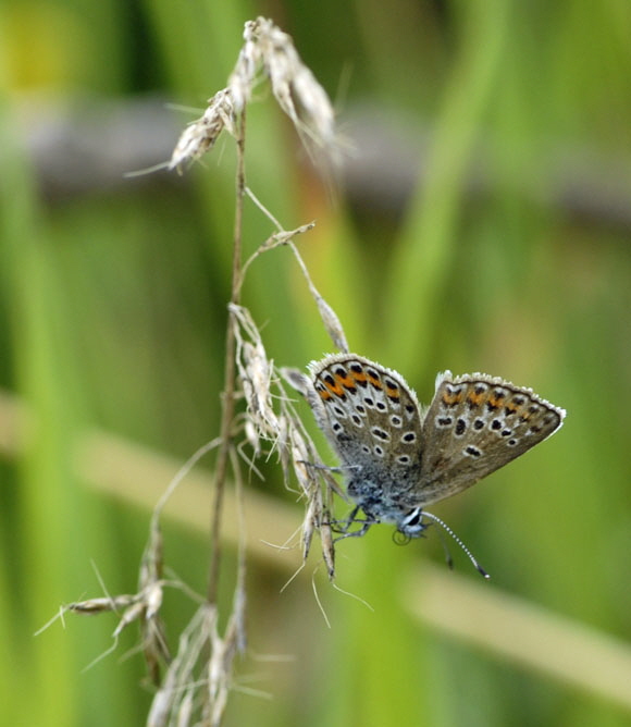 Geiklee-Bluling (Plebejus argus) Juli 2012 Mnsingen Biosph., Lautertal-Gundelfingen NIKON 077