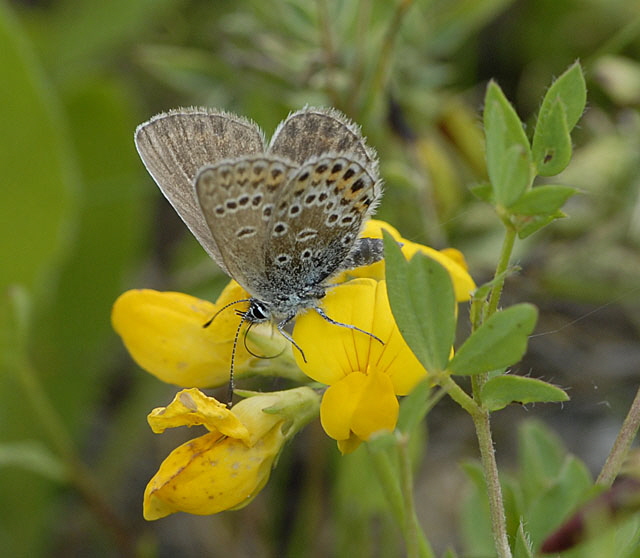 Geiklee-Bluling (Plebejus argus) Juli 2012 Mnsingen Biosph., Lautertal-Gundelfingen NIKON 090