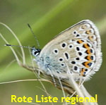 Geiklee-Bluling (Plebejus argus) S kl.