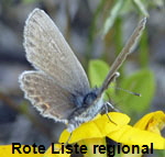 Geiklee-Bluling (Plebejus argus) kl.