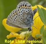 Geiklee-Bluling (Plebejus argus) s2 kl.