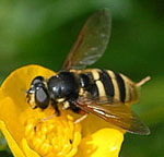 Gelbband-Torfschwebfliege Sericomyia silentis kl.