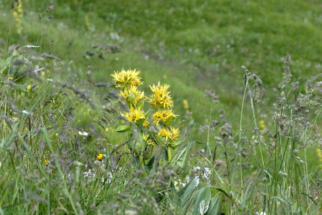 Gelber Enzian (Gentiana lutea) Urlaub 2011 9.7.2011 Allgu Alpen Fellhorn NIKON2 001