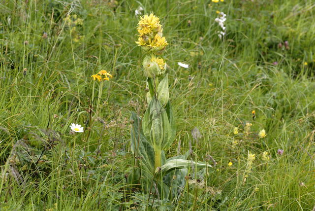 Gelber Enzian (Gentiana lutea) Urlaub 2011 9.7.2011 Allgu Alpen Fellhorn NIKON2 018