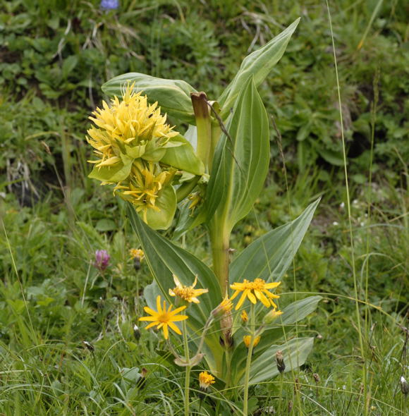 Gelber Enzian (Gentiana lutea) Urlaub 2011 9.7.2011 Allgu Alpen Fellhorn NIKON2 058