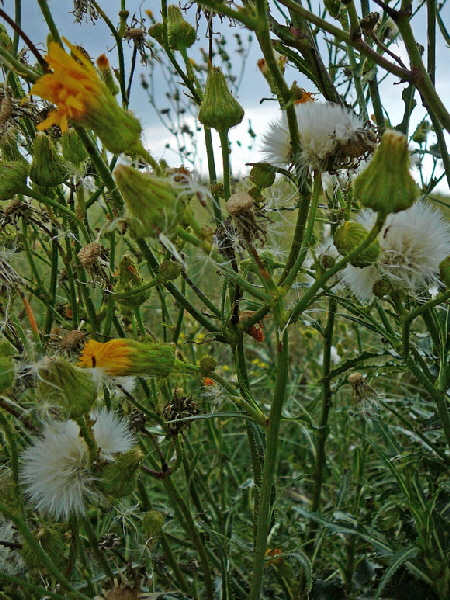 Gemeine Acker-Gnsedistel (Sonchus arvensis ssp arvensis) Aug 2012 Langeoog, Greetsiel, Bourtanger Moor 265