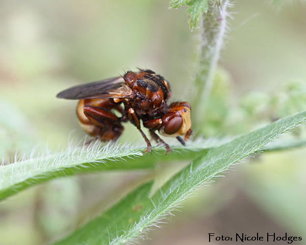 Gemeine Breitstirn-Blasenkopffliege n (Sicus ferrugineus)-BrachackerHttenfeld-16.05.09-2-N