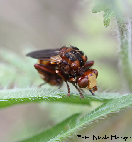 Gemeine Breitstirn-Blasenkopffliege n (Sicus ferrugineus)-BrachackerHttenfeld-16.05_N