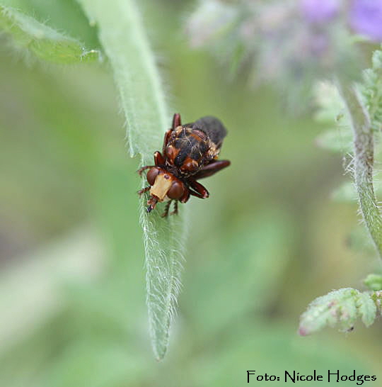 Gemeine Breitstirn-Blasenkopffliege n (Sicus ferrugineus)BrachackerHttenfeld-16.05.09-1-N