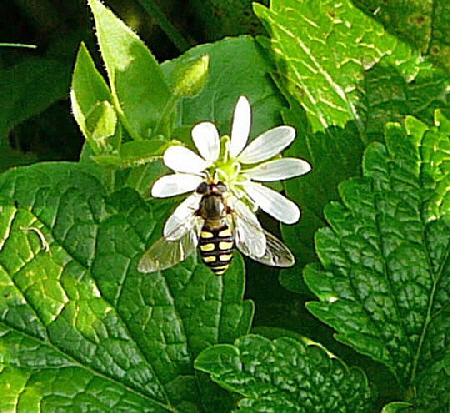 Gemeine Feldschwebfliege Eupeodes corollae Okt 2009  Htt Insekten 051