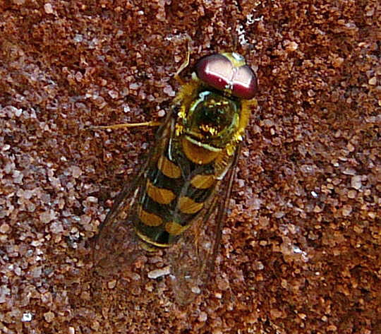 Gemeine Feldschwebfliege Juni 2008 Annweiler Trifels Naturpark Pflzer Wald 044