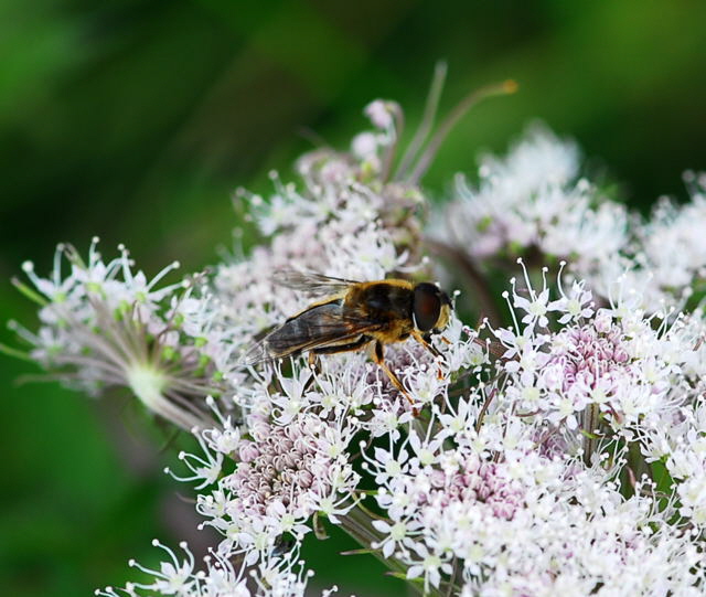 Gemeine Keilfleck-Schwebfliege Eristalis pertinax Mnnchen Urlaub 2009 Nikon Wasserkuppe u.Hohe Rhn 045