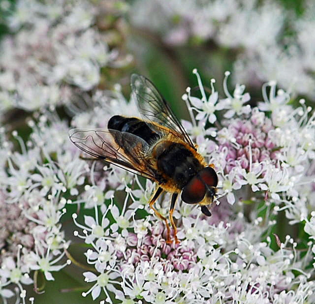 Gemeine Keilfleck-Schwebfliege Eristalis pertinax Mnnchen Urlaub 2009 Nikon Wasserkuppe.Hohe Rhn 046