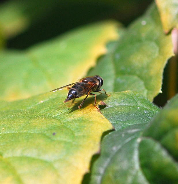 Gemeine Keilfleck-Schwebfliege Eristalis pertinax Schwebfliege Nov 2009  Htt Garten Insekten NIKON 049