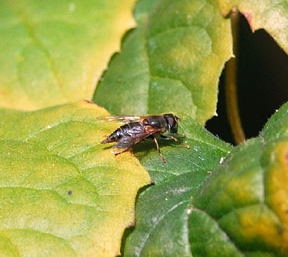 Gemeine Keilfleck-Schwebfliege Eristalis pertinax Schwebfliege Nov 2009  Htt Garten Insekten NIKON 052