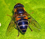 Gemeine Keilfleckschwebfliege (Eristalis pertinax) 2 kl.