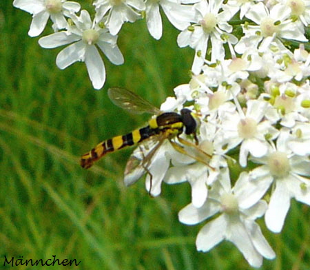 Gemeine Langbauchschwebfliege (Sphaerophoria scripta)  Juli 09 Hirschberg-Grosachsen u. Viernheim 008c