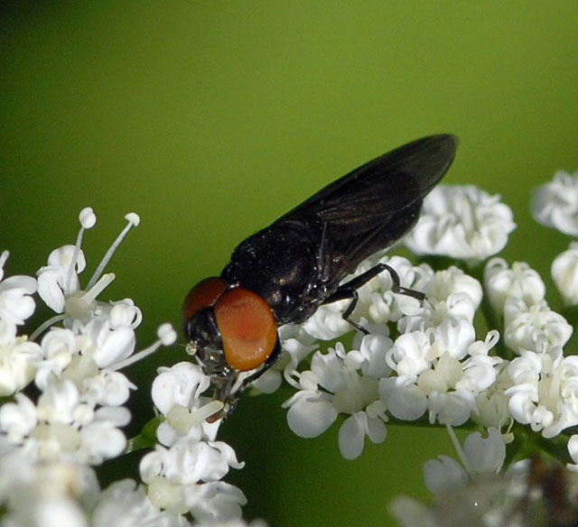 Gemeine Smaragdschwebfliege (Chrysogaster solstitialis Mai 2012 Pfalz und Elsa Nordvogesen NIKON 003